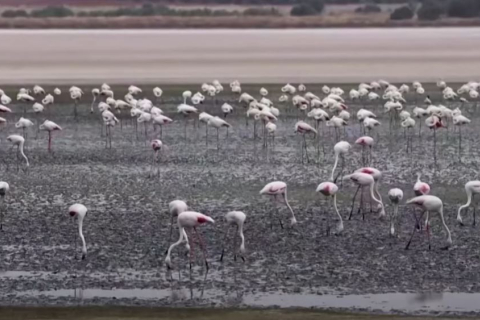Испанская лагуна, популярная для размножения фламинго, пересыхает из-за длительной засухи