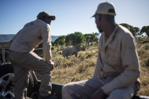 В национальный парк Демократической Республики Конго снова завезли белых носорогов