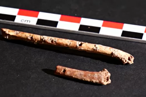 В Ізраїлі знайшли флейти з пташиних кісток віком 12 000 років (ВІДЕО)
