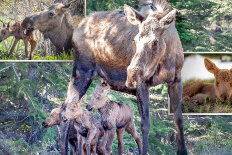 Фотографиня з Аляски зробила дивовижні знімки новонароджених трійнят лосів