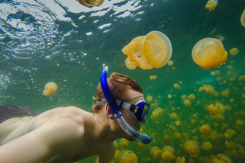 Озеро медуз: удивительный мир подводных обитателей