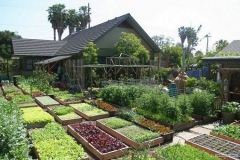 Семья из Лос-Анджелеса снимает богатый урожай с небольшого участка 