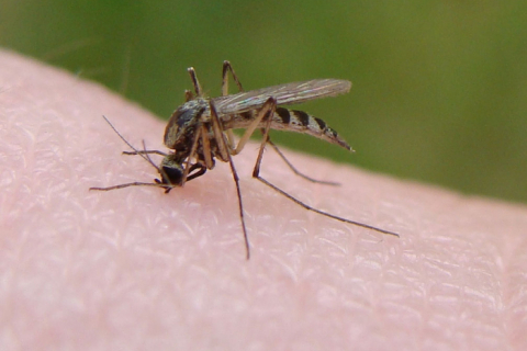 Жителей Камчатки атакуют смерчи из комаров (ВИДЕО)