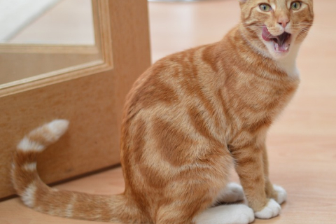 Дырокот: кошка отомстила хозяйскому тапку и до слез развеселила интернет