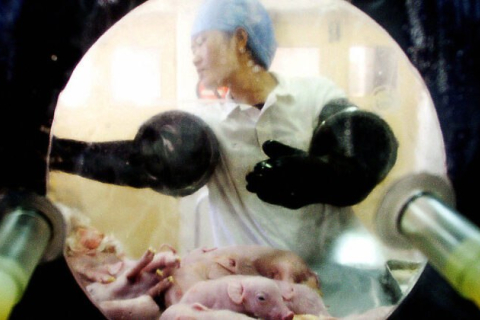 Китай инвестирует огромные средства в трансгенных свиней для пересадки органов людям