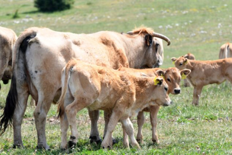 У Хорватії природному парку виявлено Сибірську виразку в трупах великої рогатої худоби