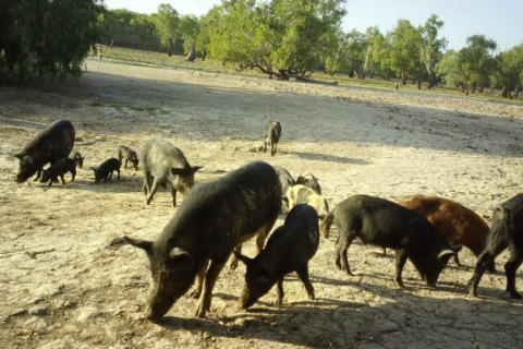 Відстріл 6000 свиней відбувся у національному парку Какаду