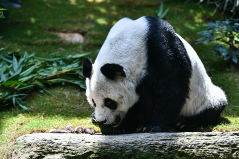 У Гонконзі померла в неволі найстаріша у світі гігантська панда