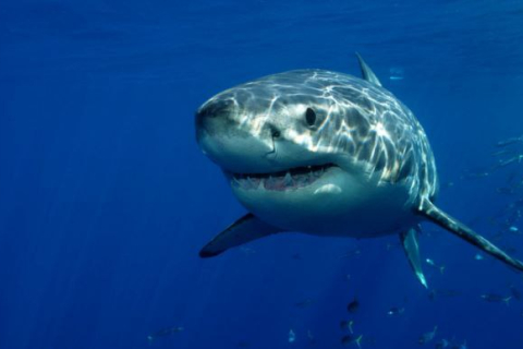 Вчені спробують знизити кількість нападів акул за допомогою 230-річної бази даних