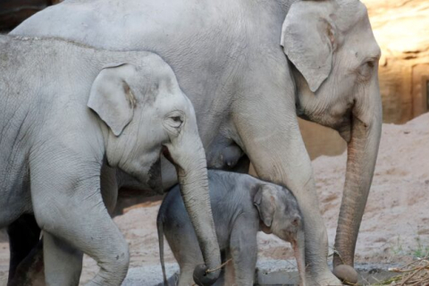У зоопарку Цюриха друга смерть від герпесу: попрощалися зі слонихою та її братом
