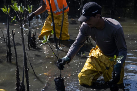 У Латинській Америці вдалося відновити мангрові ліси замість сміттєзвалища (ФОТО)