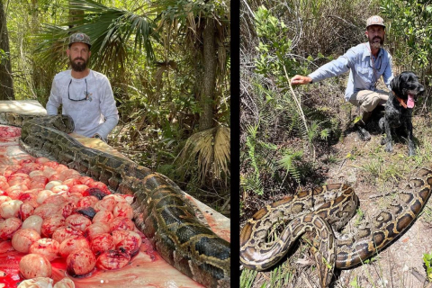 "Питоновый ковбой" из Эверглейдс поймал 5-метрового бирманского питона с 60 яйцами в животе