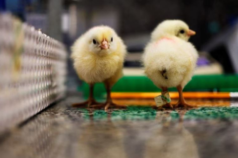Генна технологія рятує курчат-самців від вибракування, не даючи їм вилупитися (ВІДЕО)