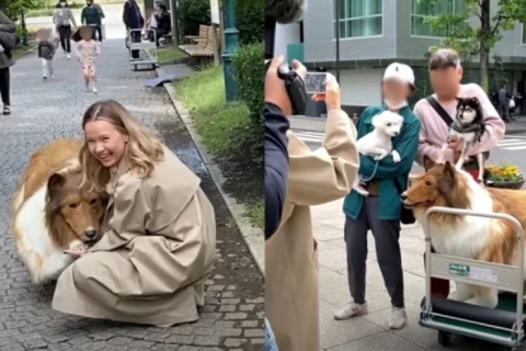 Японец, который потратил $16 тыс., чтобы стать "собакой", поделился видео первой публичной прогулки