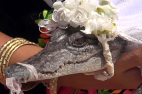 У Мексиці мер одружився з крокодилом (ВІДЕО)
