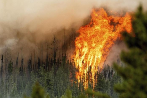 Лісова пожежа вирує поблизу хорватського прибережного міста (ВІДЕО)
