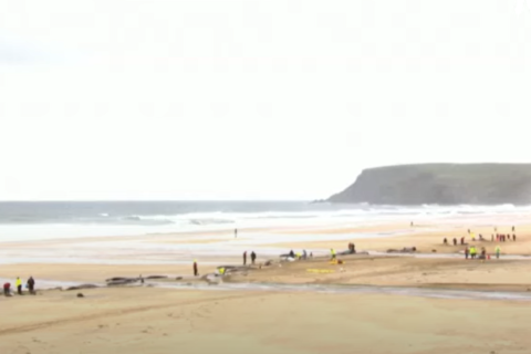 Понад 50 гринд викинулись на пляж Шотландії (ВІДЕО)