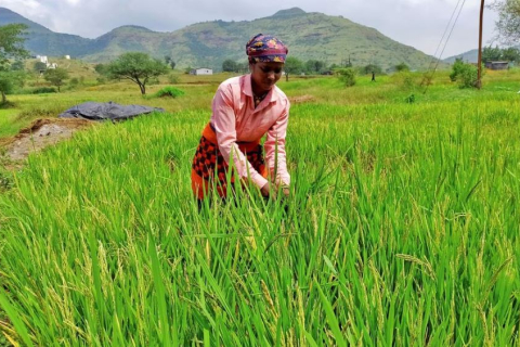 Индия вызывает опасения по поводу инфляции после введения крупного запрета на экспорт риса