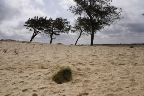 Несметное число мигрантов из Западной Африки покоится на пляжах Сенегала