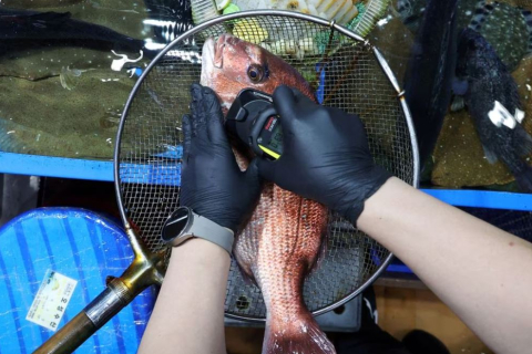 Гонконг планує широкомасштабну заборону японських морепродуктів (ВІДЕО)