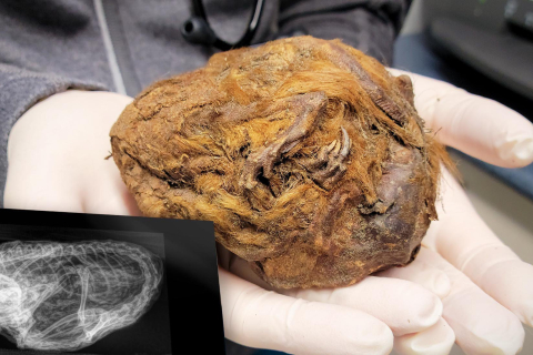 Золотодобытчик нашёл меховой шарик размером с грейпфрут, который оказался «идеально сохранившимся» сусликом возрастом 30 000 лет