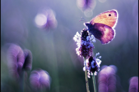 Таинственный мир цветов и насекомых в фотографиях Трояновски