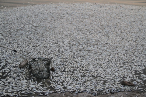 Тонни мертвої риби в Китаї назвали «нормальним» явищем