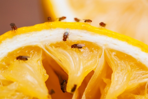 Дрозофіли: як позбутися плодових мушок за допомогою домашніх засобів