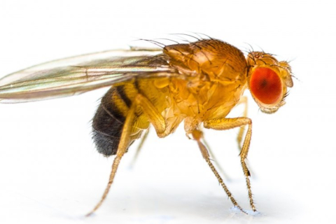 Что насекомые, живущие с хронической болью, дадут медикам?