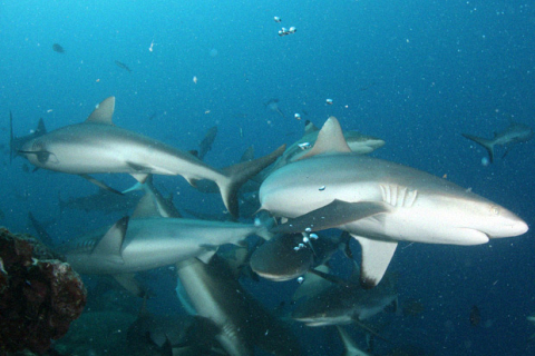 Дружба сірих акул збереглася на роки, — дослідження