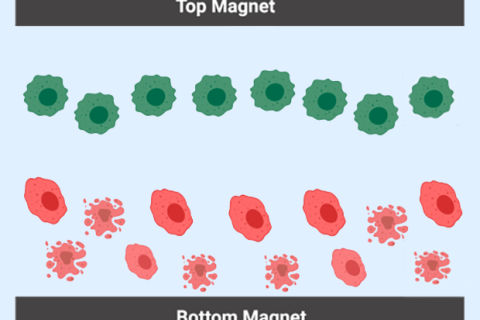 Дослідники провели поділ ракових клітин за допомогою магнітного поля