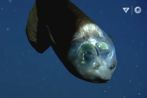 Самые странные существа океанских глубин по версии учёных MBARI (ВИДЕО)