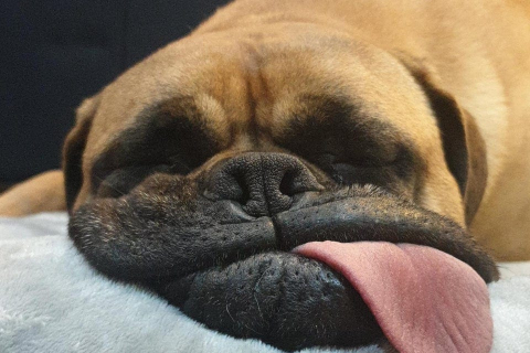 "Кумедно сплю? На себе подивись" — найкумедніші пози і морди сонних собак