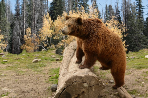  В пустелі Аляски на чоловіка напав ведмідь і стежив за ним протягом тижня