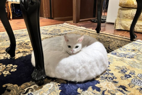 Кумедний кішкопилосос Roomba із Японії одягнули у гіперреалістичний костюм кота