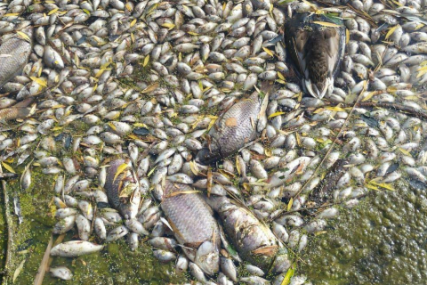 У ставку Донецького ботанічного саду загинула риба після витоку аміаку