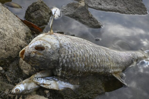 Масова загибель риби через сіль в німецько-польській річці спантеличила вчених