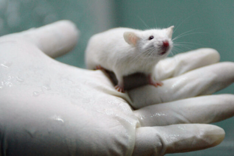 Дослідження показало, що у щурів після вакцини деформуються ребра