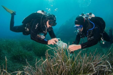 Італія бореться з браконьєрами, які довбають рифи в пошуках морських фініків