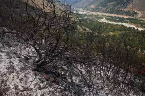 Чотирьох заарештовано за підпал під час лісових пожеж в Албанії (ВІДЕО)