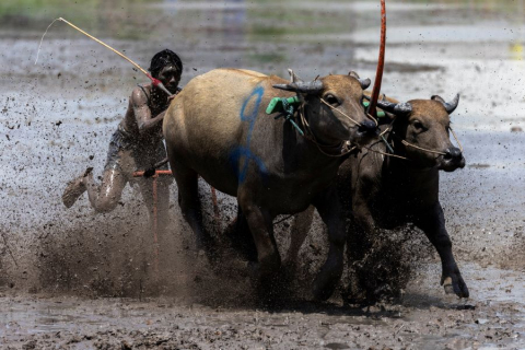 У Таїланді пройшли перегони буйволів (ВІДЕО)