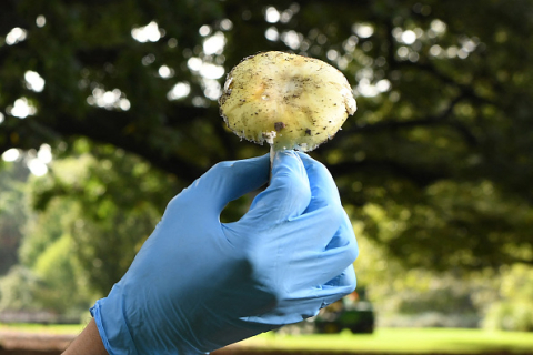 Несколько человек отравились грибами и умерли после семейного обеда в Австралии