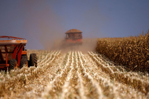 Бразилія витісняє США з першого місця по експорту кукурудзи