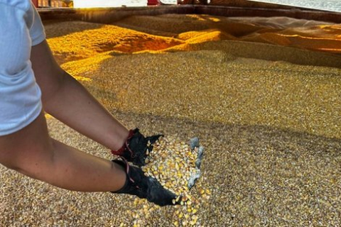 У Латвії заявили, що можуть з осені почати перевозити українське зерно 