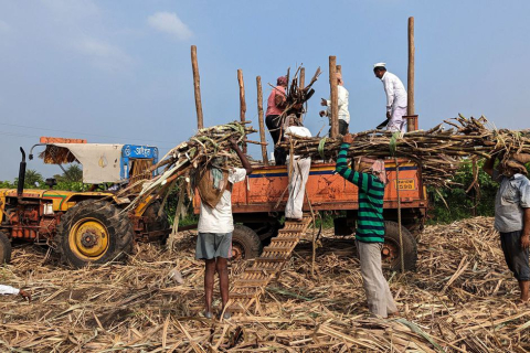 Индия перестанет продавать за рубеж сахар из-за недостатка дождей