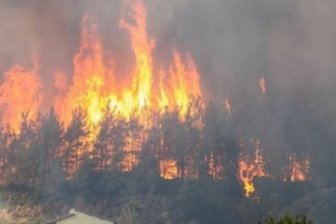Функция Satellite SOS от Apple помогла предотвратить лесной пожар