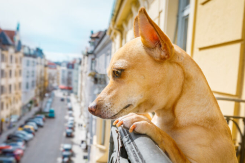Іспанія: собака, залишений господарем на балконі, зістрибнув з нього і повісився на повідку