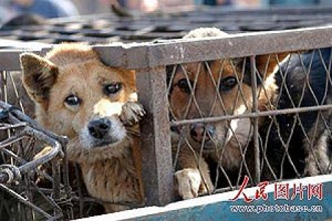 В Китае в погоне за мехом, с кошек и собак заживо снимают шкуру