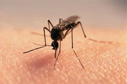 Чи небезпечні українські комарі?
