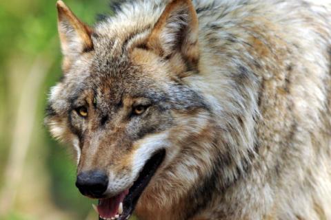 Армения: Город Сисиан подвергся нашествию волков